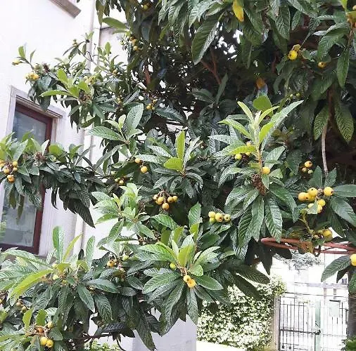 Casa Magnolia Apartman Lido di Venezia